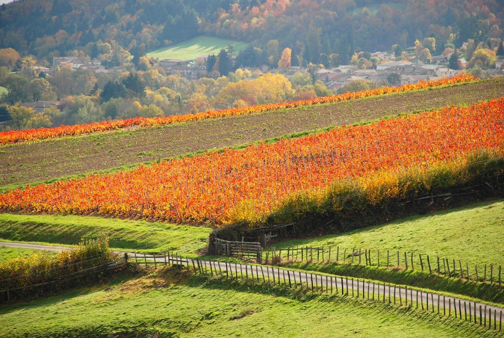 Hotel La Ferme Berger Les Ardillats Exteriér fotografie